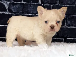 French Bulldog dogs for sale: Bailey - Ad 1