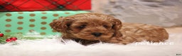 Cavapoo dogs for sale: Paitence - Ad 3