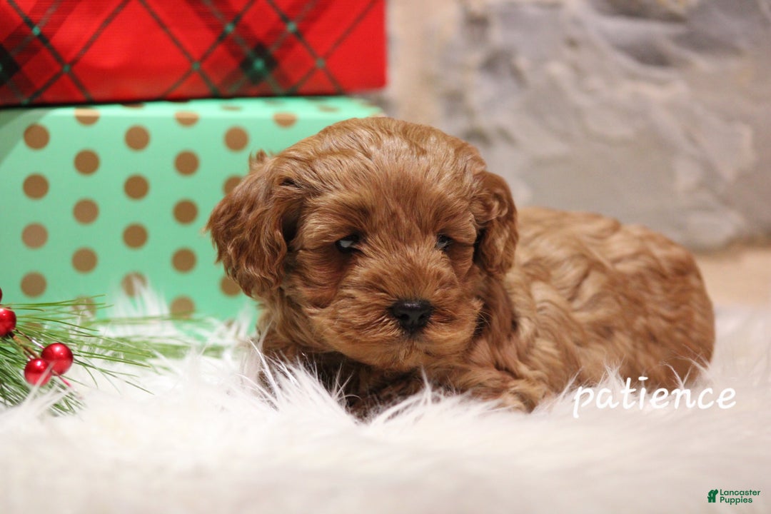 Cavapoo dogs for sale: Paitence - Ad 3
