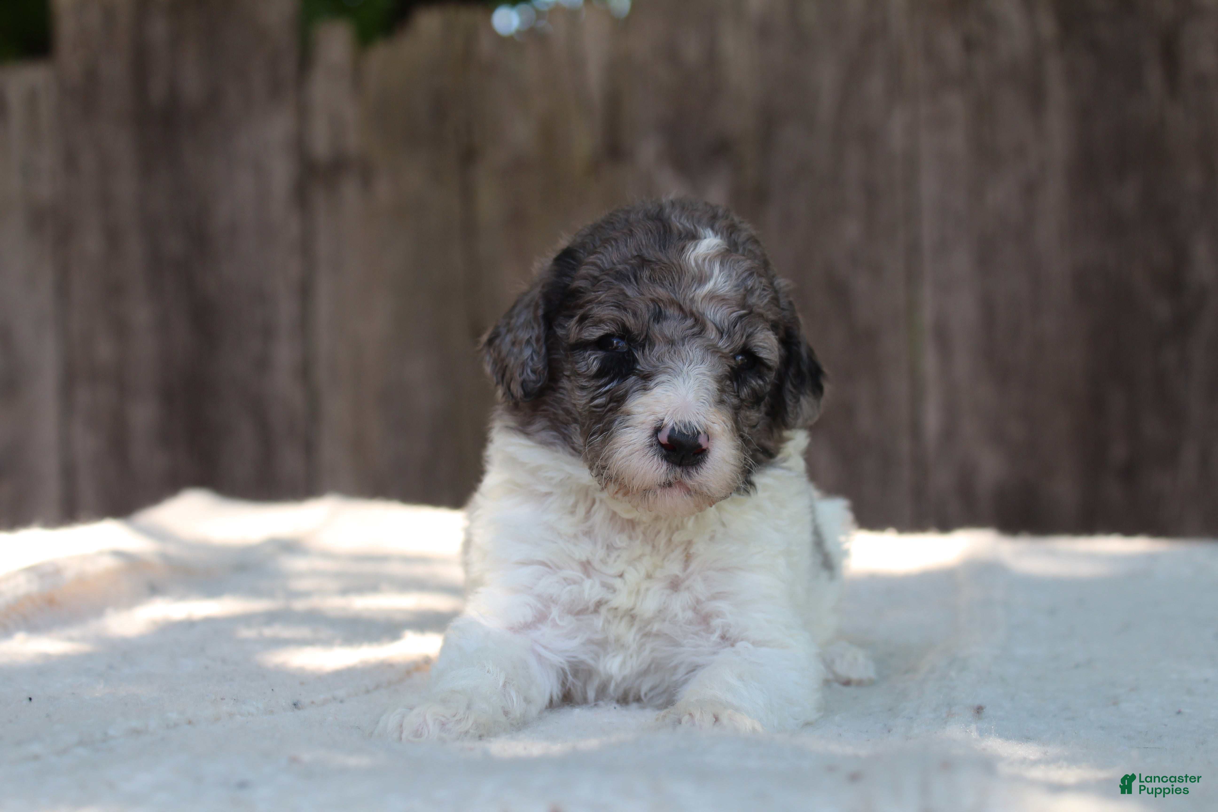 Standard Poodle dogs for sale: Fern AKC Standard Poodle - Ad 9