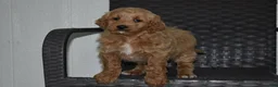 Goldendoodle dogs for sale: Angie - Ad 3