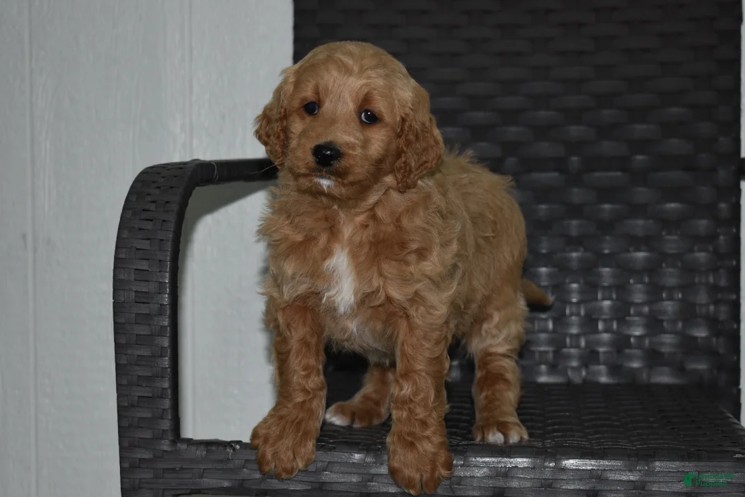 Goldendoodle dogs for sale: Angie - Ad 3