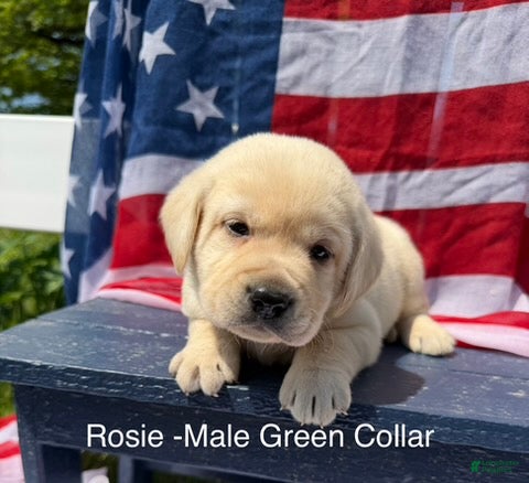 Labrador Retriever dogs Labrador Retriever Male 1 - Ad 19