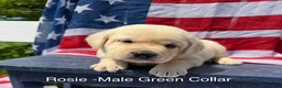 Labrador Retriever dogs for sale: Labrador Retriever Male 1 - Ad 1