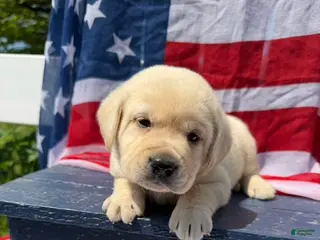 Labrador Retriever dogs Labrador Retriever Male 1 - Ad 19