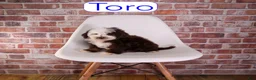 Mixed Breed dogs for sale: Toro - Ad 2