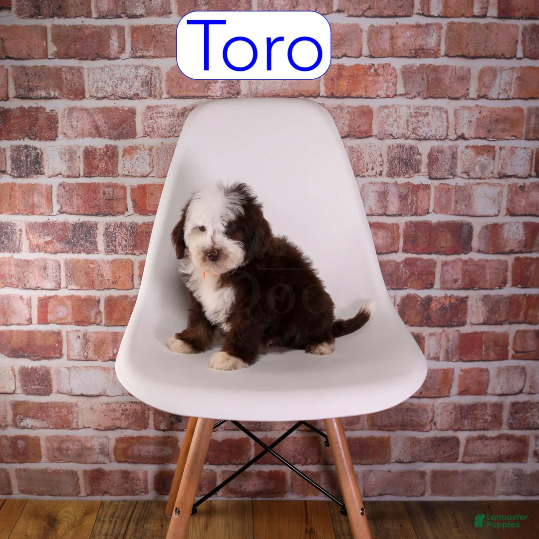 Mixed Breed dogs for sale: Toro - Ad 2