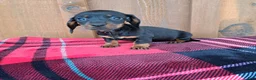 Dachshund dogs for sale: MADDIE - Ad 5