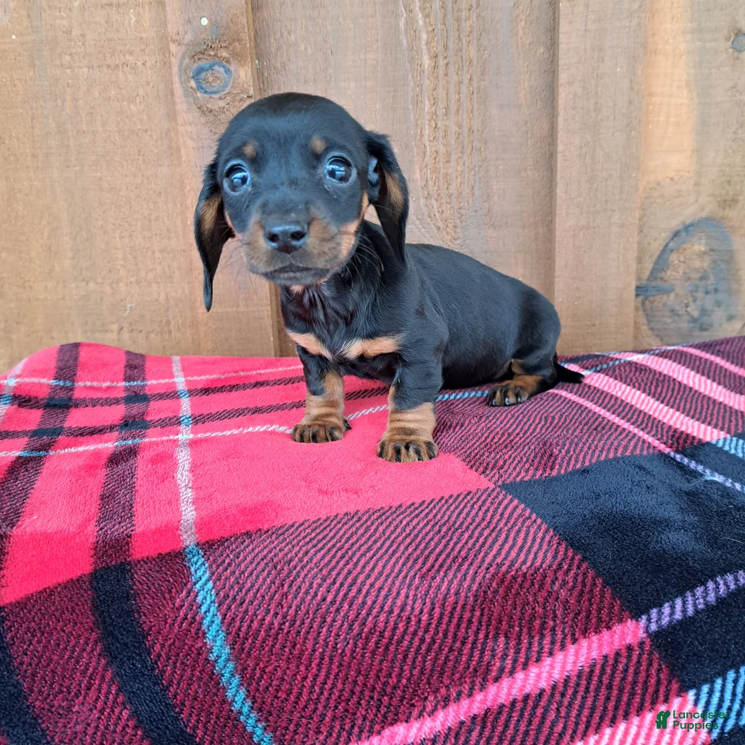 Dachshund dogs for sale: MADDIE - Ad 5