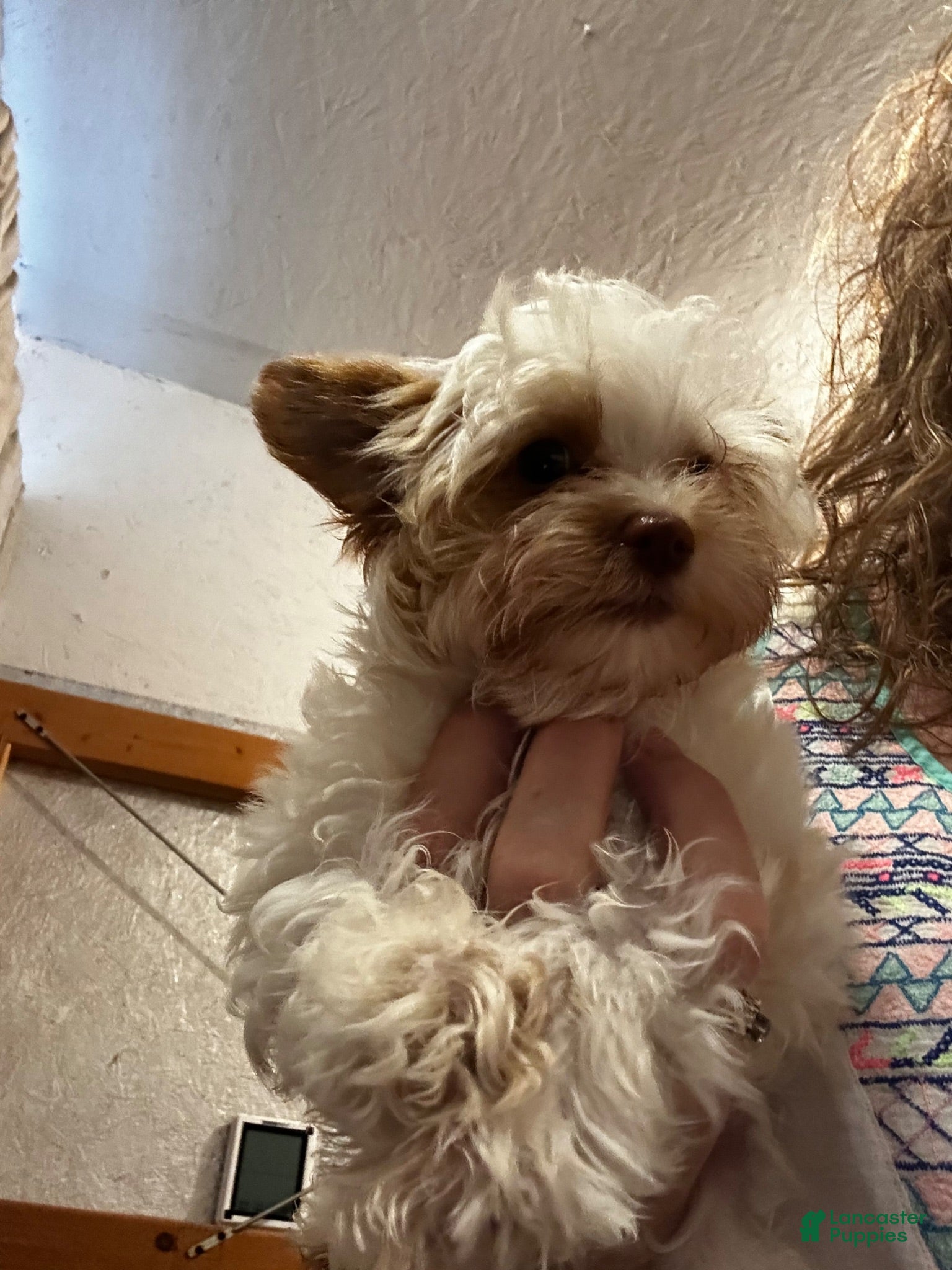 Yorkshire Terrier dogs AKC Harlow - Ad 1