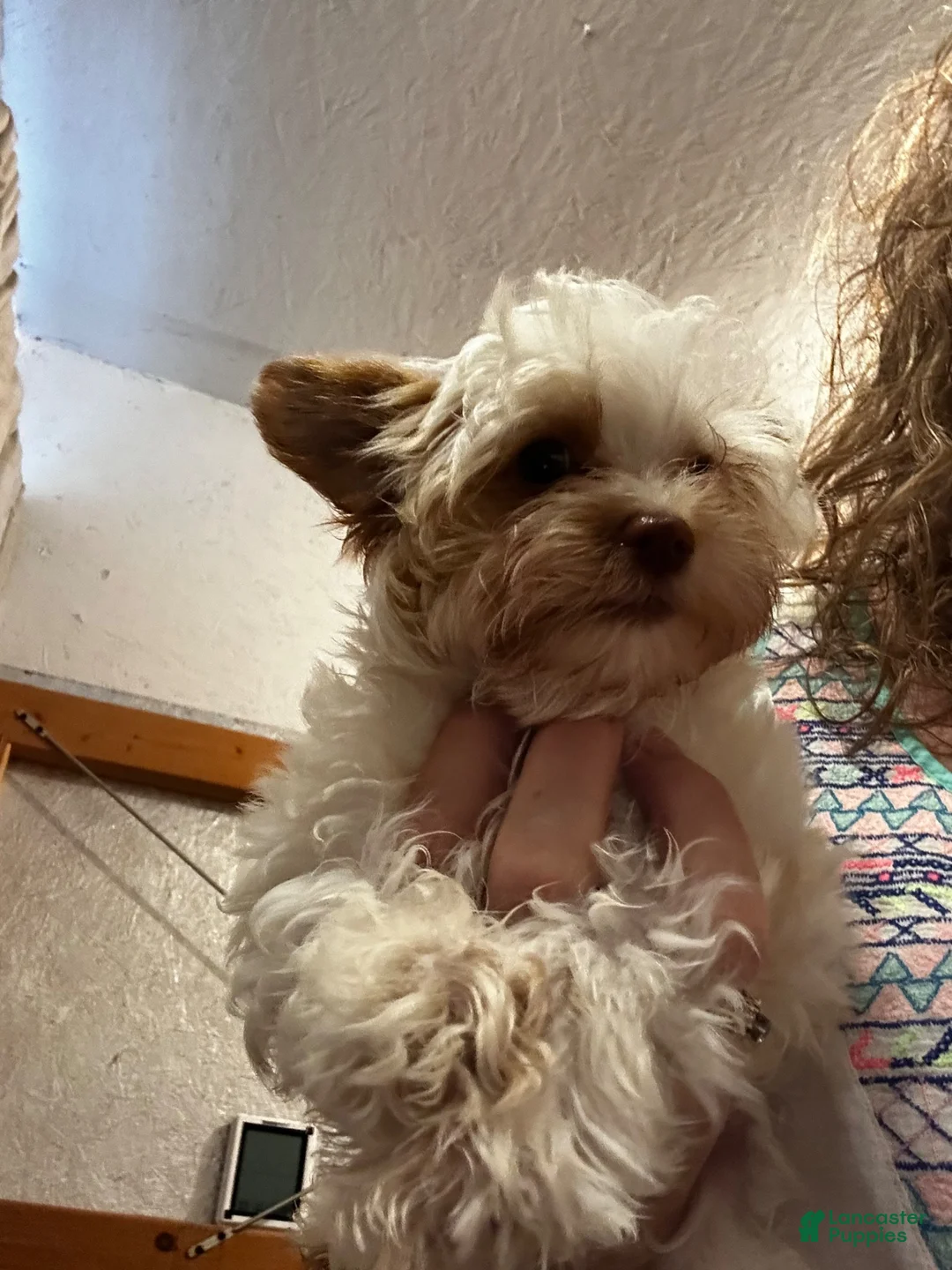 Yorkshire Terrier dogs for sale: AKC Harlow - Ad 1