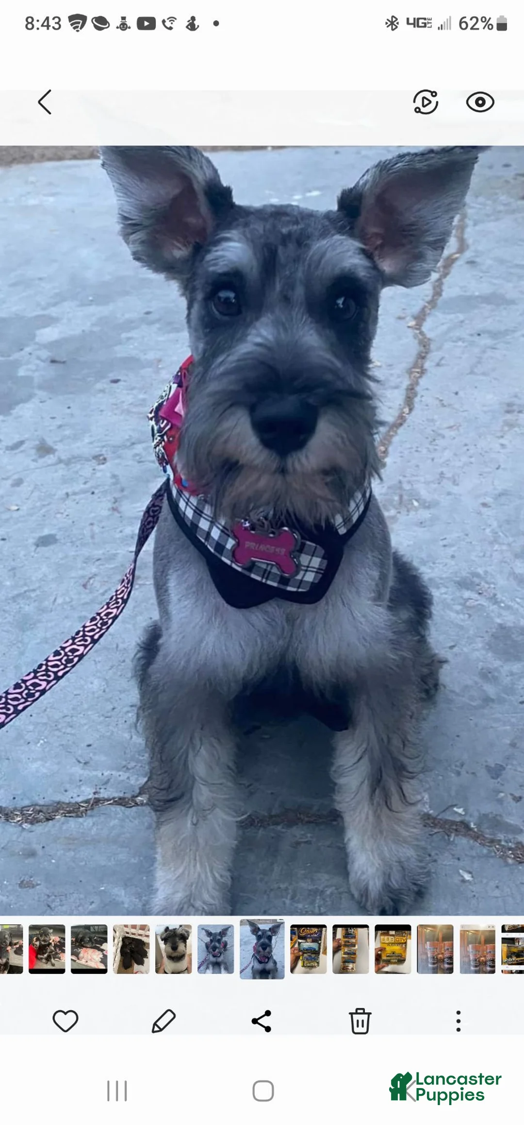 Miniature Schnauzer dogs for sale: Miniature Schnauzer 1 - Ad 2