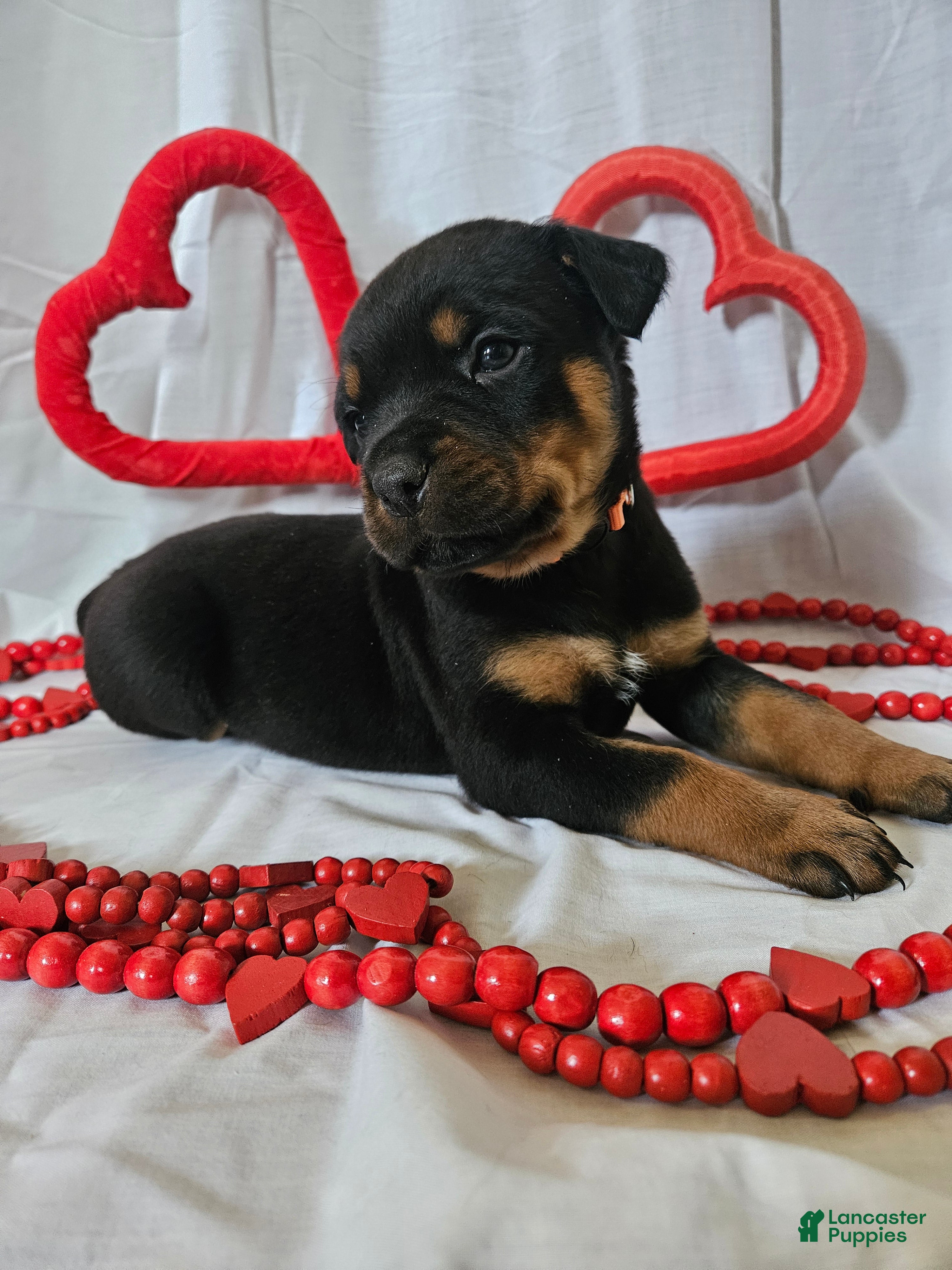 Rottweiler dogs Rubble - Ad 7