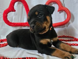 Rottweiler dogs Rubble - Ad 7