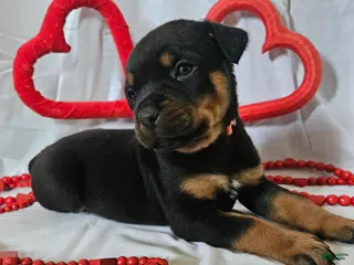 Rottweiler dogs Rubble - Ad 2