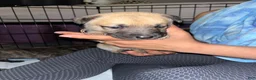 Mixed Breed dogs for sale: Light pink - Ad 1