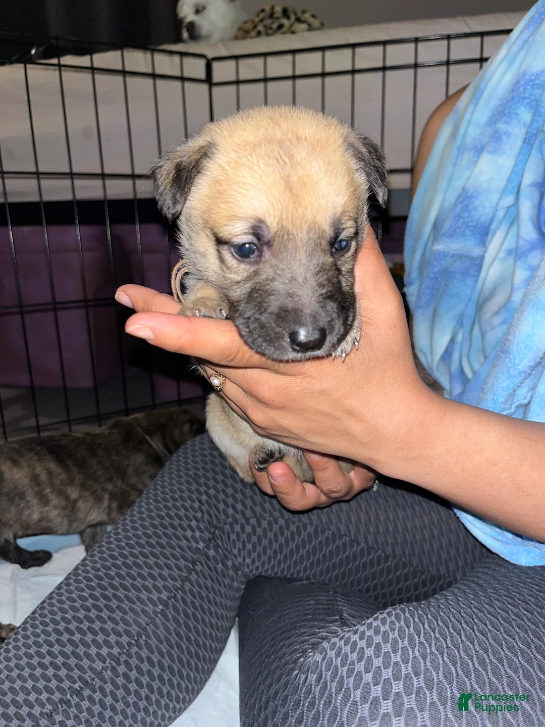 Mixed Breed dogs for sale: Light pink - Ad 1