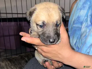Mixed Breed dogs for sale: Light pink - Ad 1