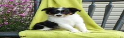 Shetland Sheepdog dogs for sale: Stan - Ad 1