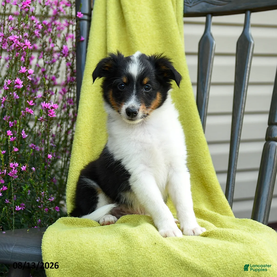 Shetland Sheepdog dogs for sale: Stan - Ad 1