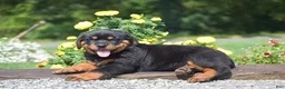Rottweiler dogs for sale: Owen - Ad 6