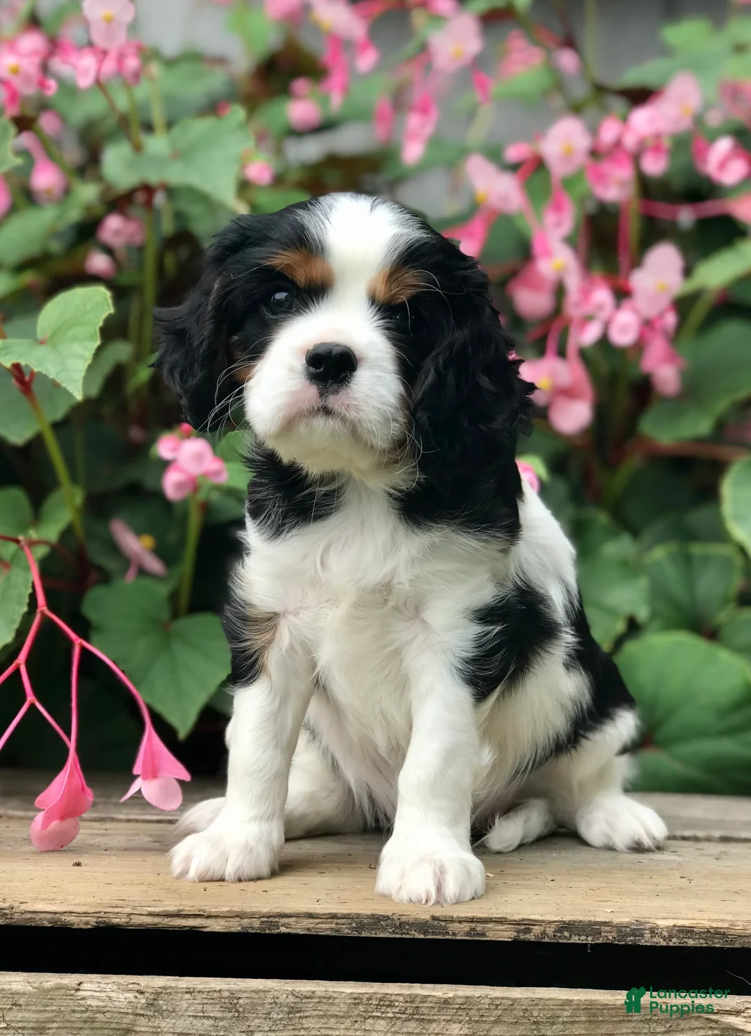 Gallery Image {{count}}