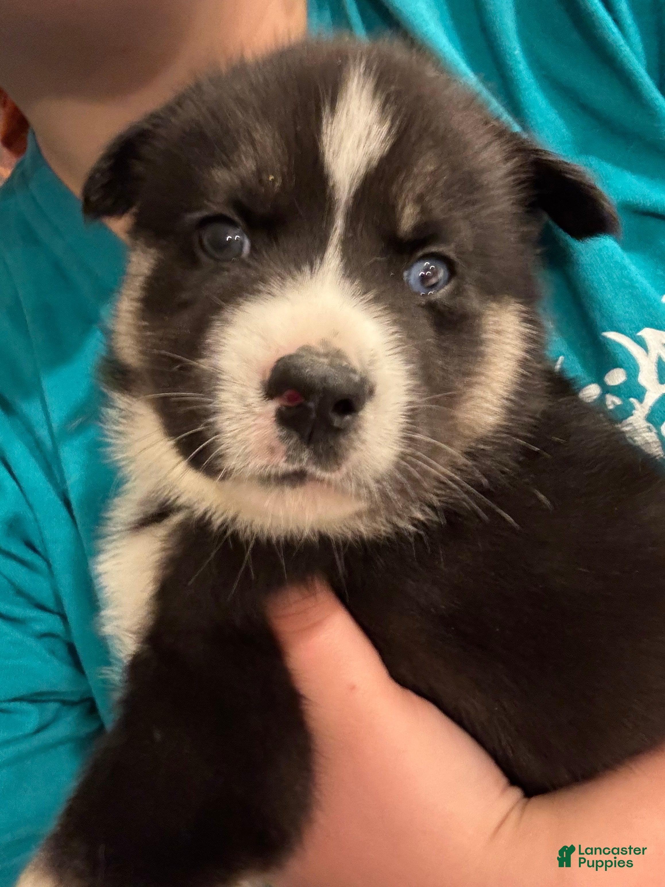 Siberian Husky dogs Chaos  - Ad 21