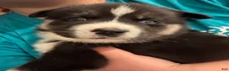 Siberian Husky dogs for sale: Chaos  - Ad 2