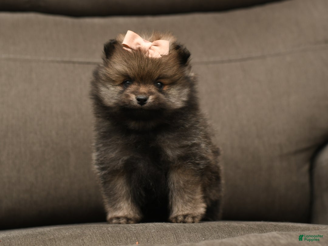 Pomeranian dogs for sale: Calli - Ad 5