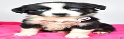 Miniature Australian Shepherd dogs for sale: Olivia - Ad 11