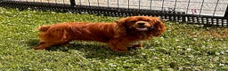 Cavalier King Charles Spaniel dogs for sale: Kipp - Ad 5