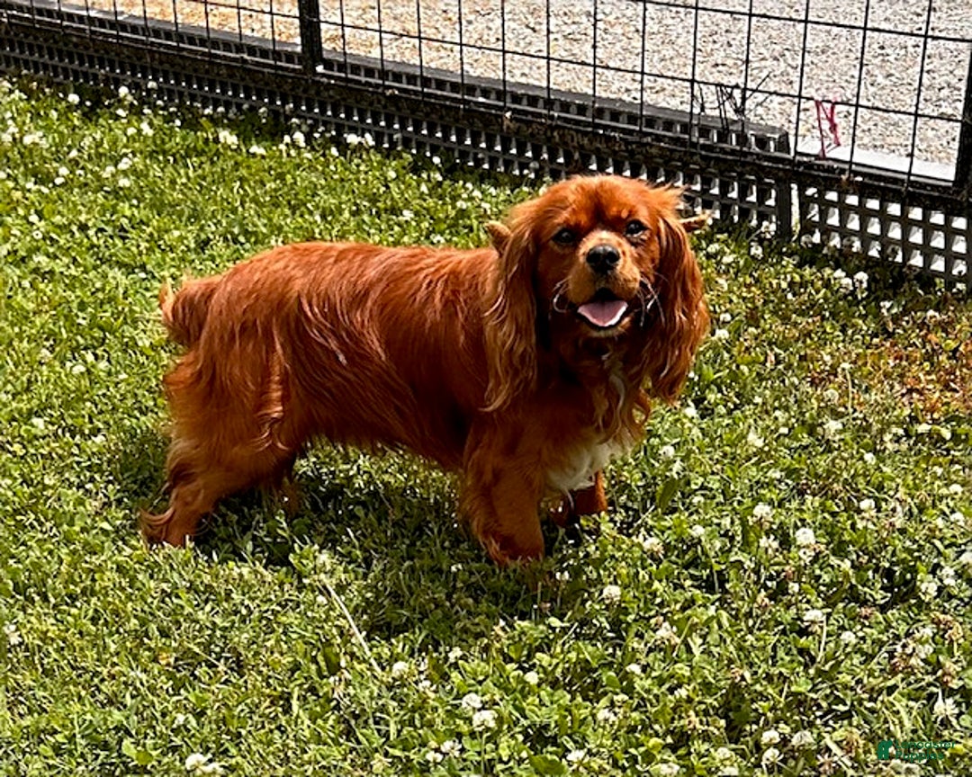 Cavalier King Charles Spaniel dogs for sale: Kipp - Ad 5