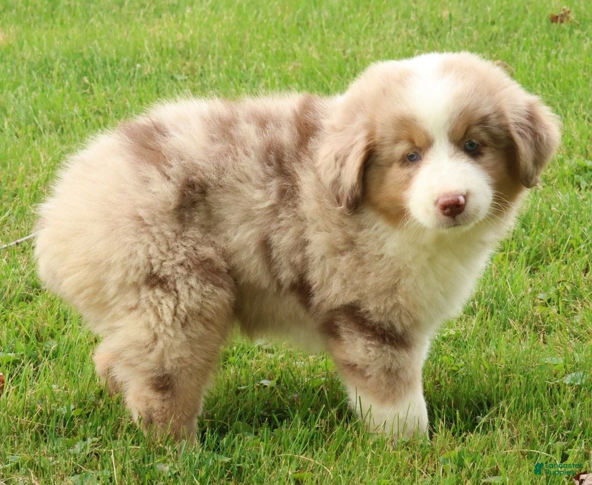 Miniature Australian Shepherd dogs Roxy - Ad 1