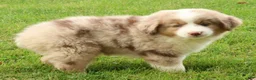 Miniature Australian Shepherd dogs for sale: Roxy - Ad 1