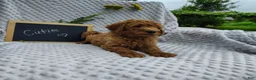Mini Goldendoodle dogs for sale: Cutie boy - Ad 4