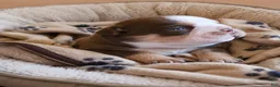 English Bulldog dogs for sale: Whiskey  - Ad 11