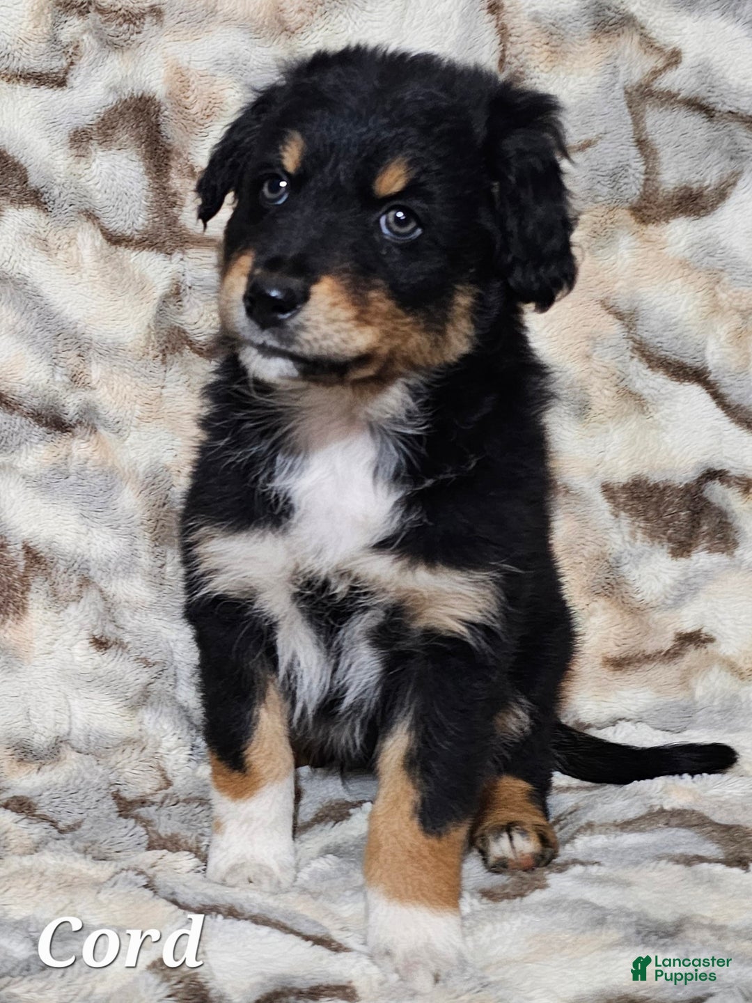Australian Shepherd dogs for sale: CORD  - Ad 4