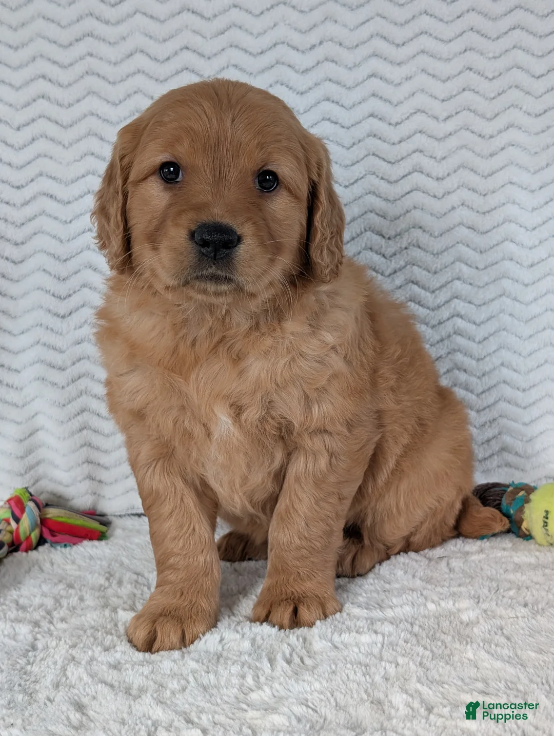 Golden Retriever dogs for sale: Miss Honey  - Ad 13