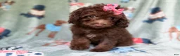 Cavapoo dogs for sale: Cocoa - Ad 2