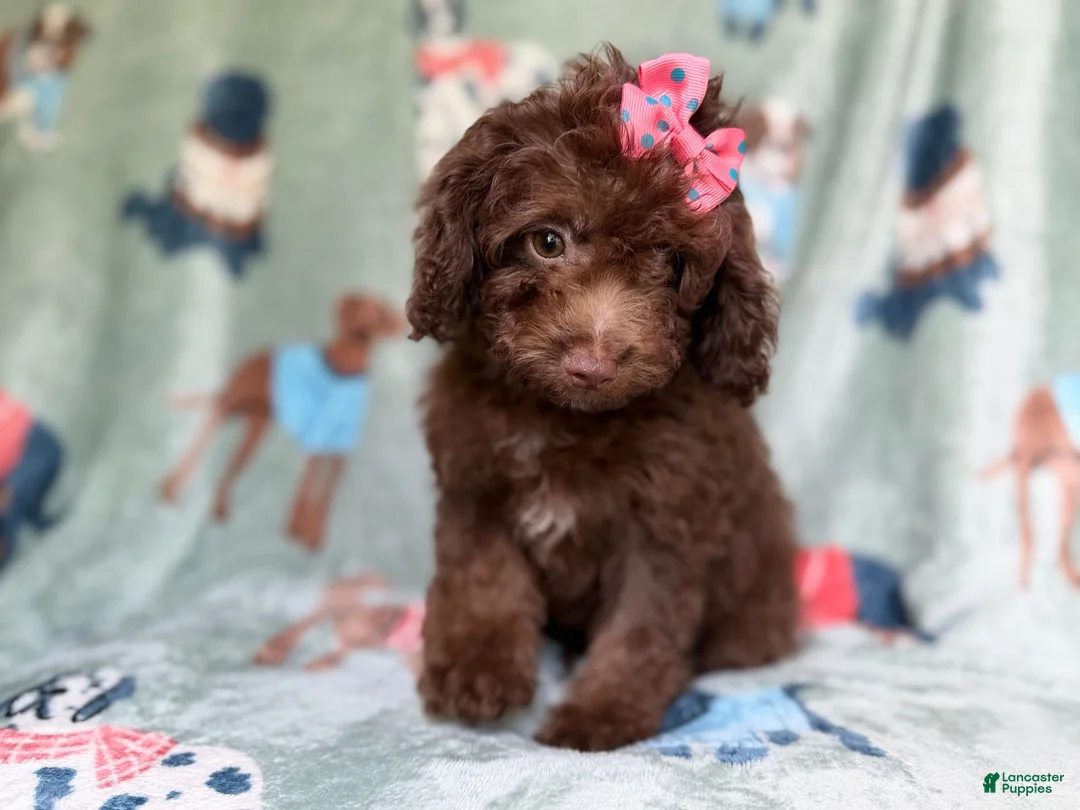 Cavapoo dogs for sale: Cocoa - Ad 2
