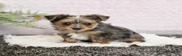 Yorkshire Terrier dogs for sale: Patches - Ad 3