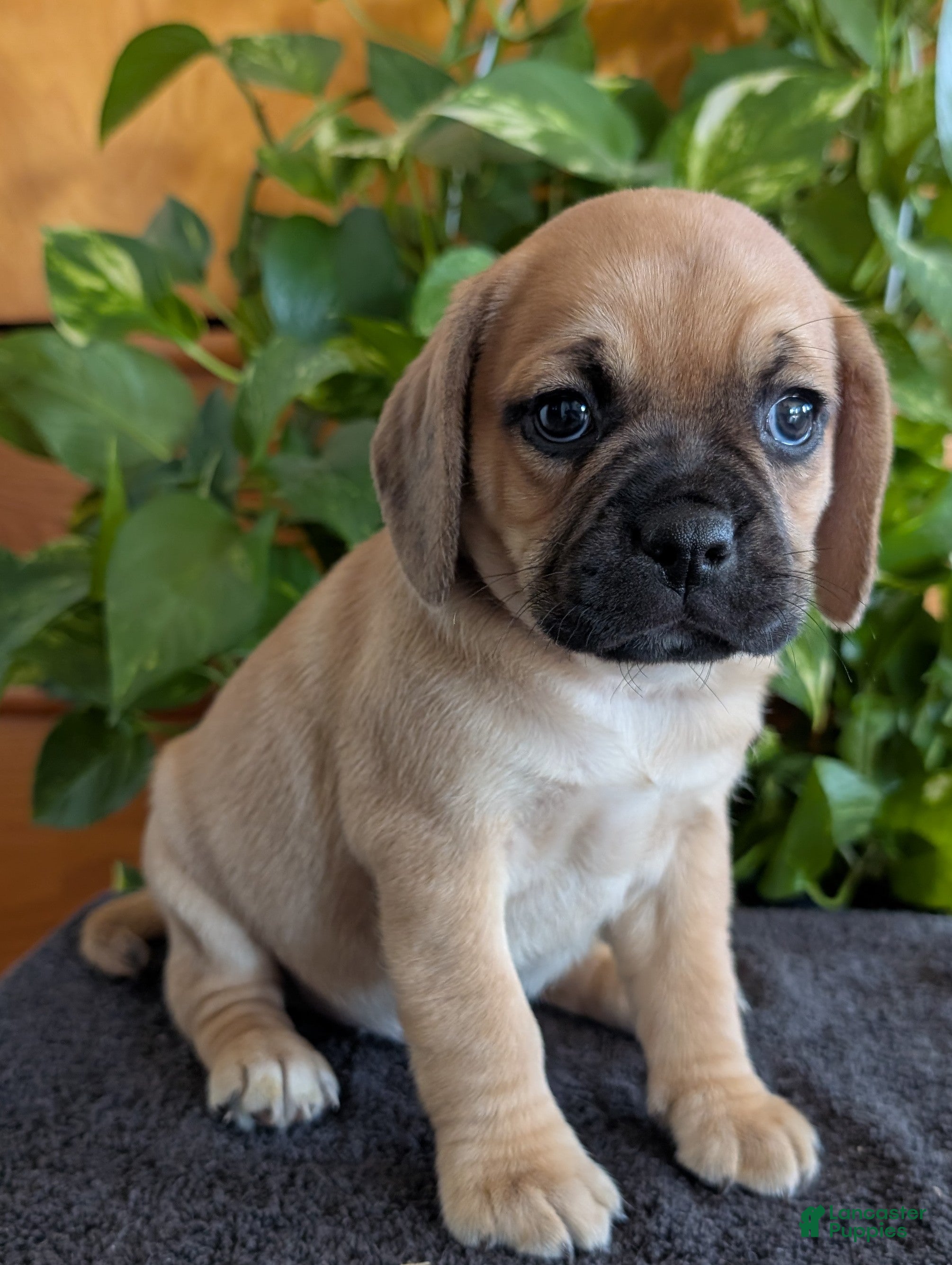 Puggle dogs Kevin  - Ad 1