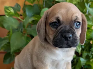 Puggle dogs for sale: Kevin - Ad 4