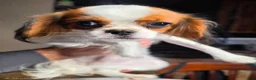 Cavalier King Charles Spaniel dogs for sale: Cavalier King Charles Spaniel 3 - Ad 5