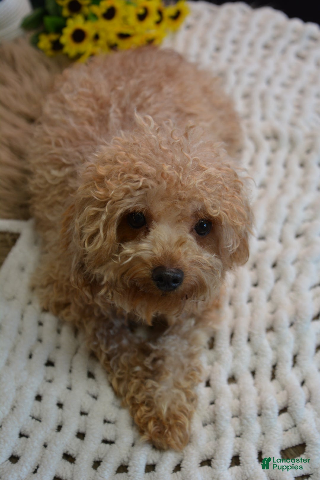 Toy Poodle dogs for sale: Toy Poodle Puppy 1 - Ad 14