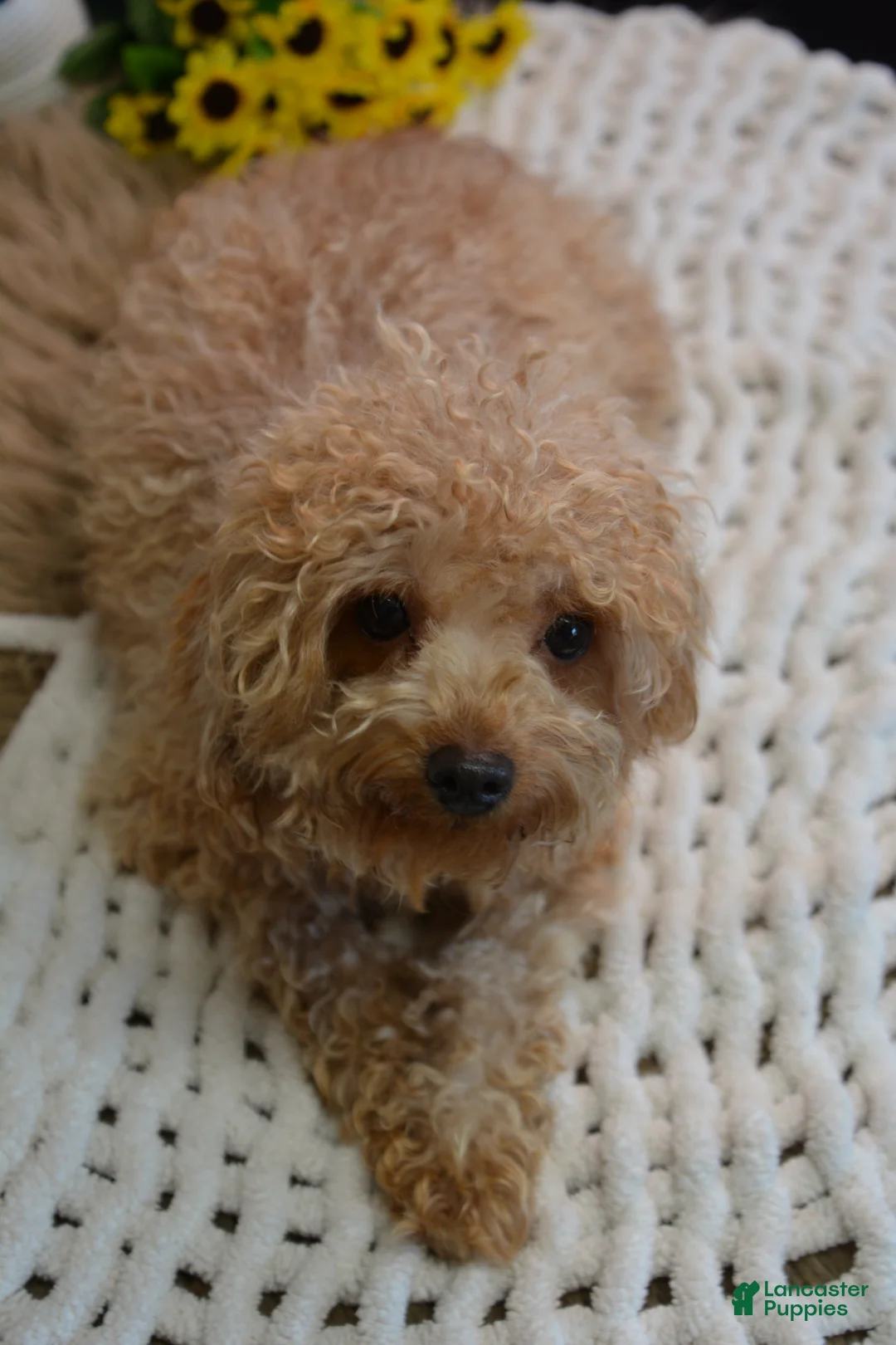 Toy Poodle dogs for sale: Toy Poodle Puppy 2 - Ad 10