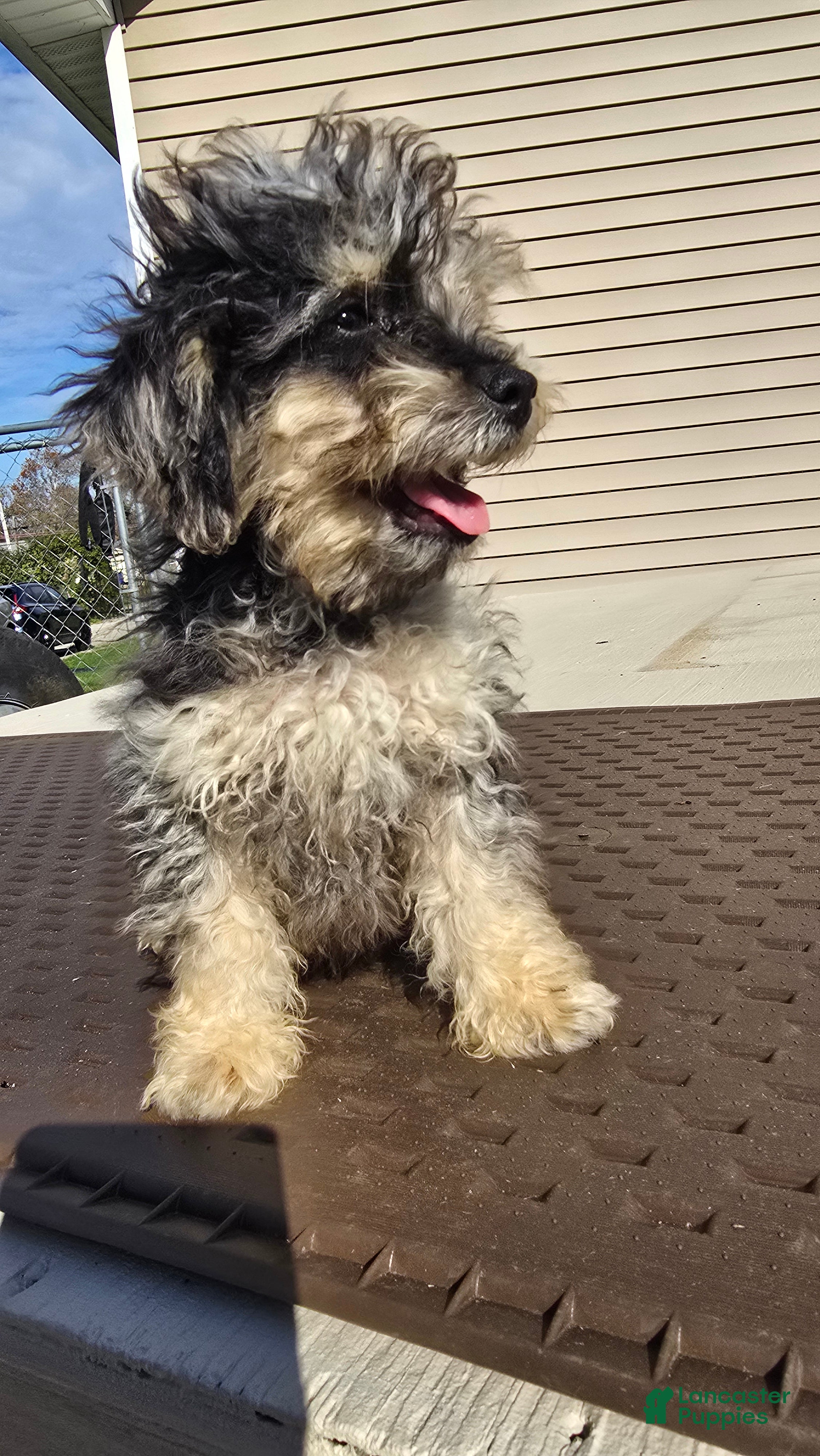 Toy Poodle dogs for sale: Gizmo - Ad 2