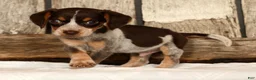 Beagle dogs for sale: Austin - Ad 5