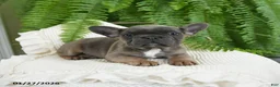 French Bulldog dogs for sale: Trax - Ad 6