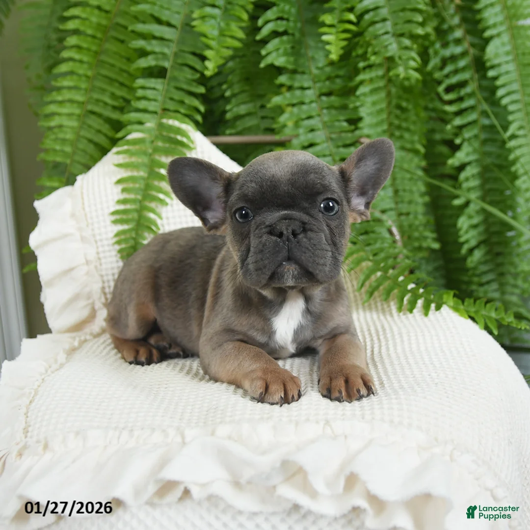 French Bulldog dogs for sale: Trax - Ad 6